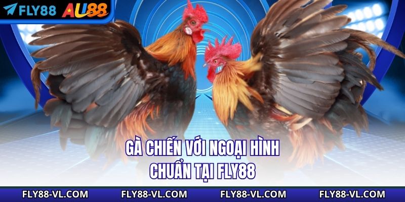 Gà chiến với ngoại hình chuẩn tại Fly88